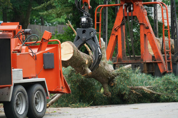 Best Tree Cutting Near Me  in Oil City, PA